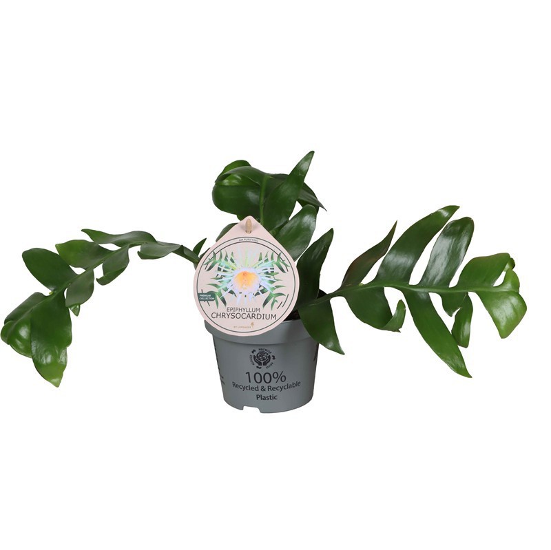 EPIPHYLLUM ANGULIGER, D 12