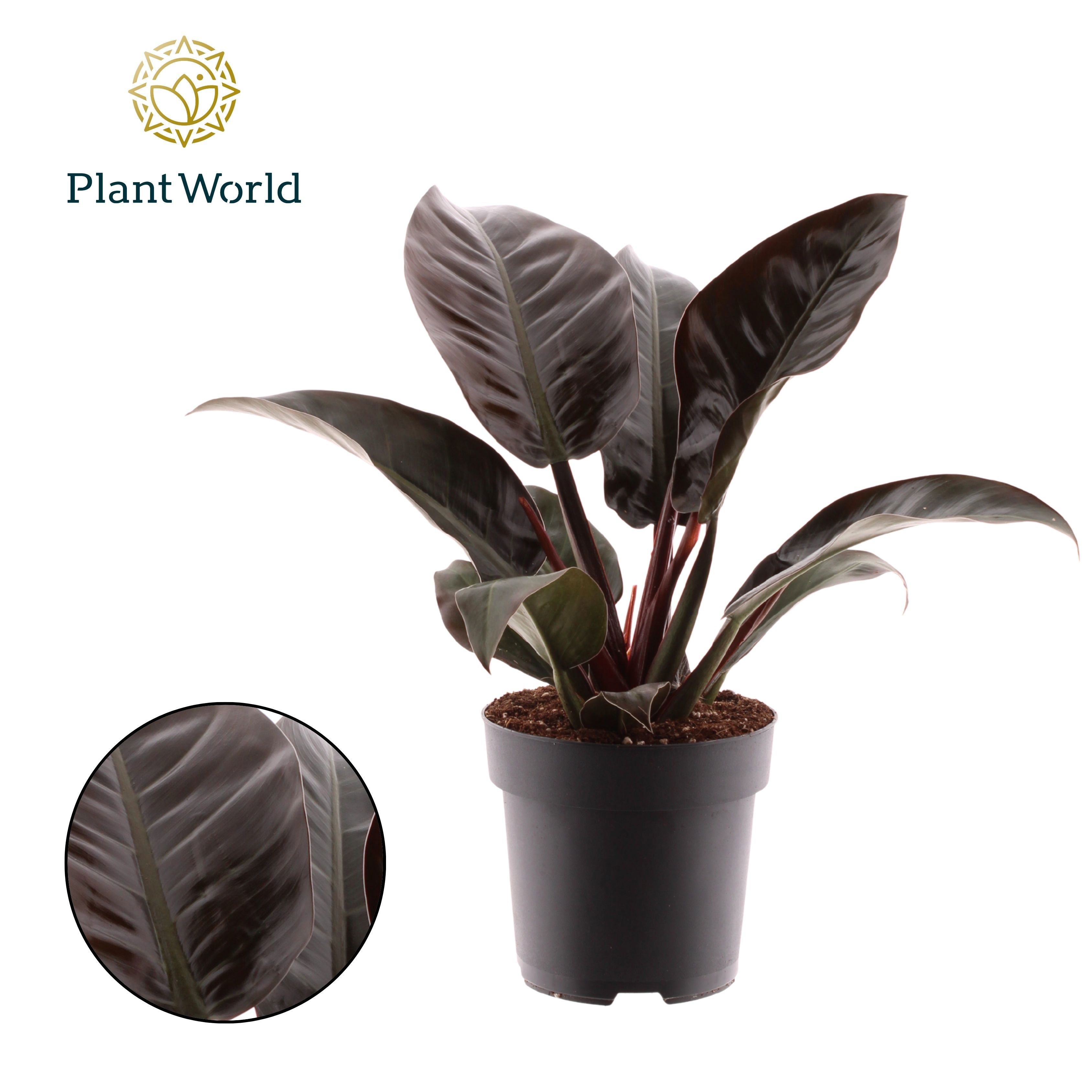 Philodendron Imperial Red, D 19