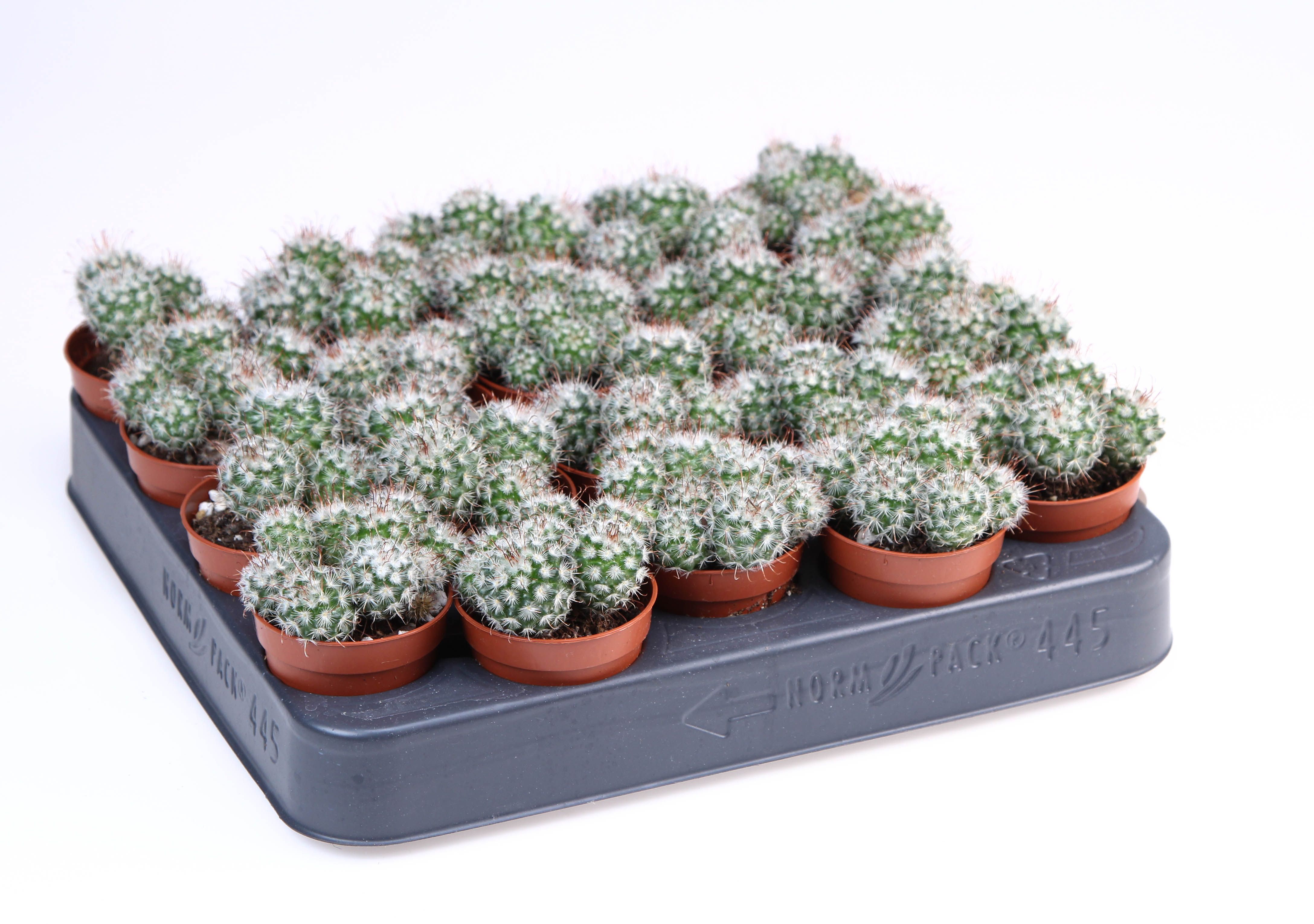 Mammilaria Bombycina, D 5,5
