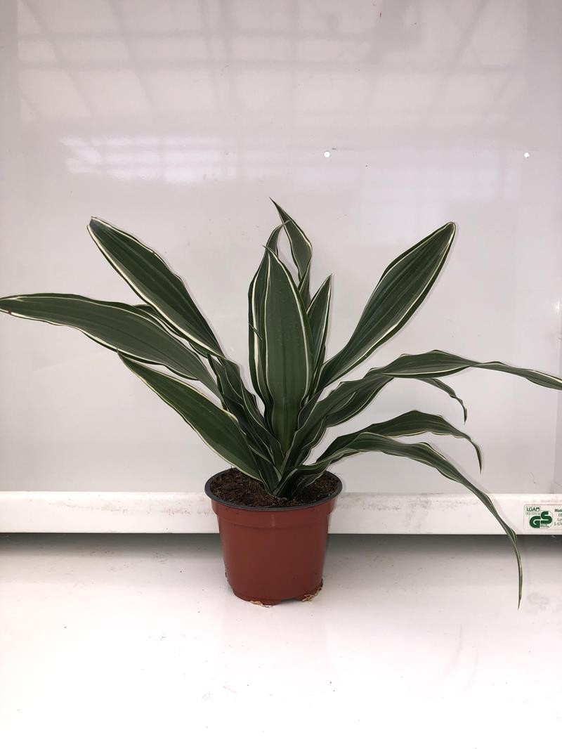 DRACAENA FRAGRANS 'WHITE STRIPES', D 12