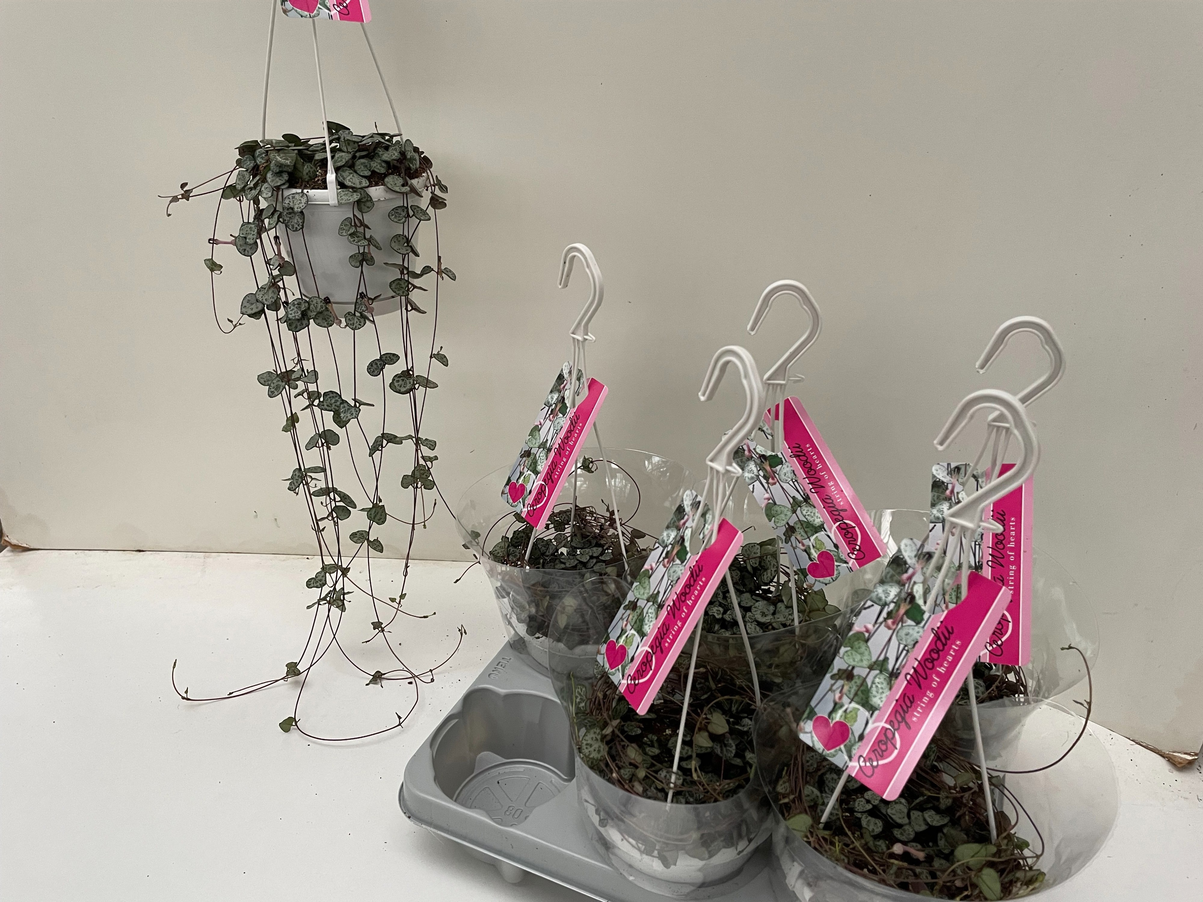 Ceropegia Woodii, D 14