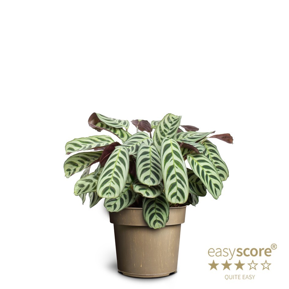 CTENANTHE BURLE-MARXII, D 17