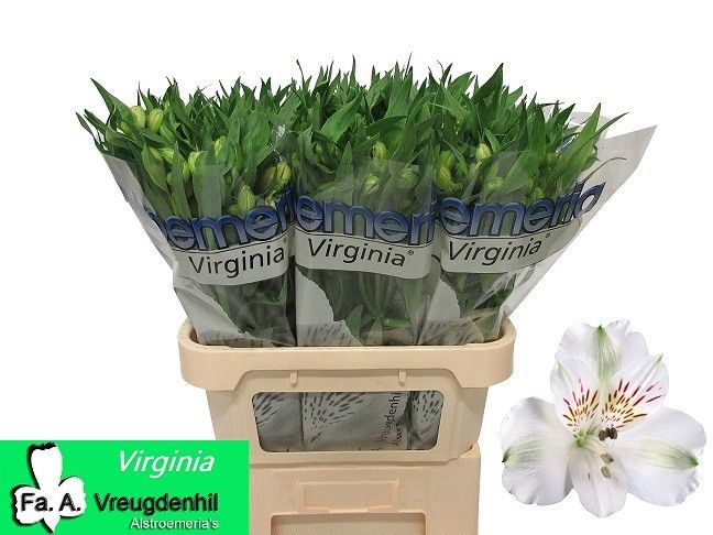 Альстромерия Вирджиния (бел.), шт.