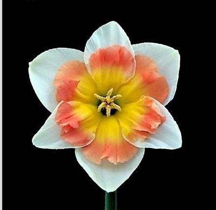 NARCISSUS INCOMPARABILIS 'DRAMA QUEEN', D 11