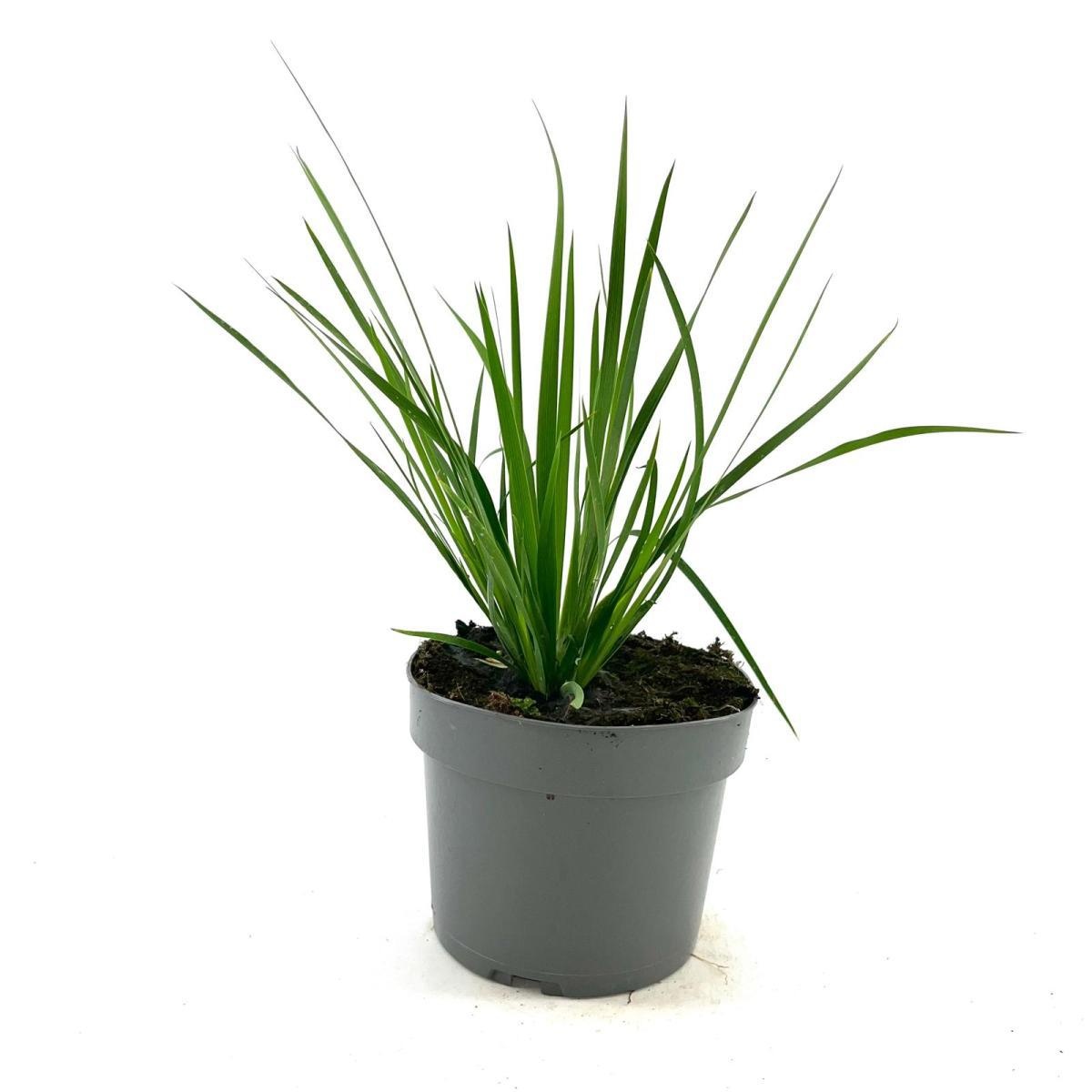 Libertia grandiflora, D 17