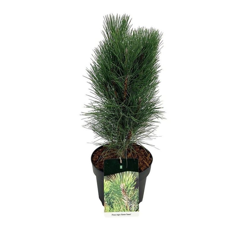Pinus nigra 'Green Tower', D 26