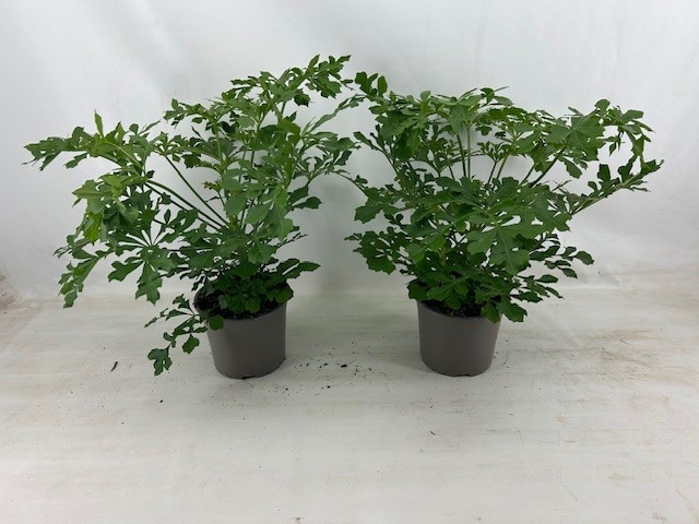 cussonia cussonic, D 17