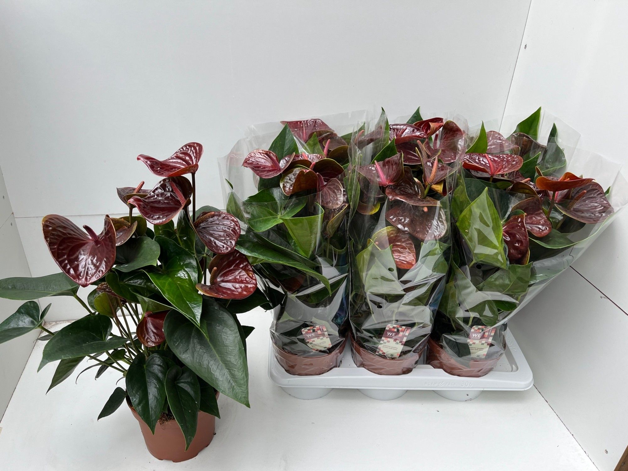 Anthurium Essencia, D 17