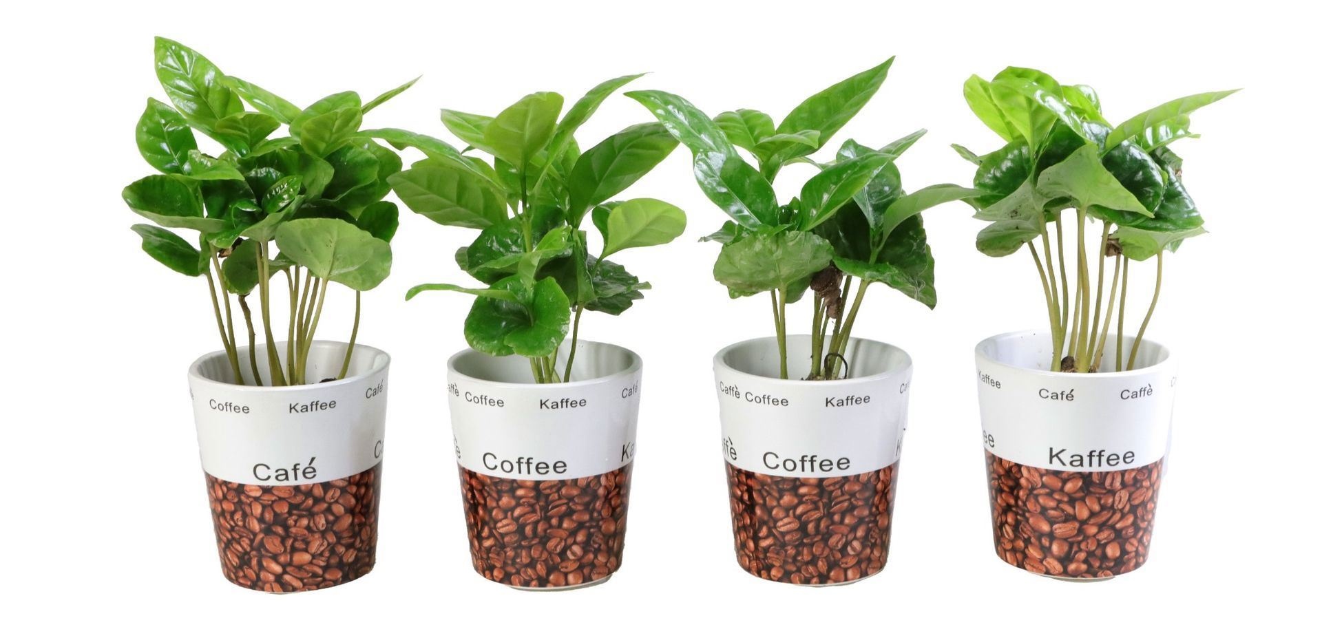 Coffea Arabica in pots with deco, D 6