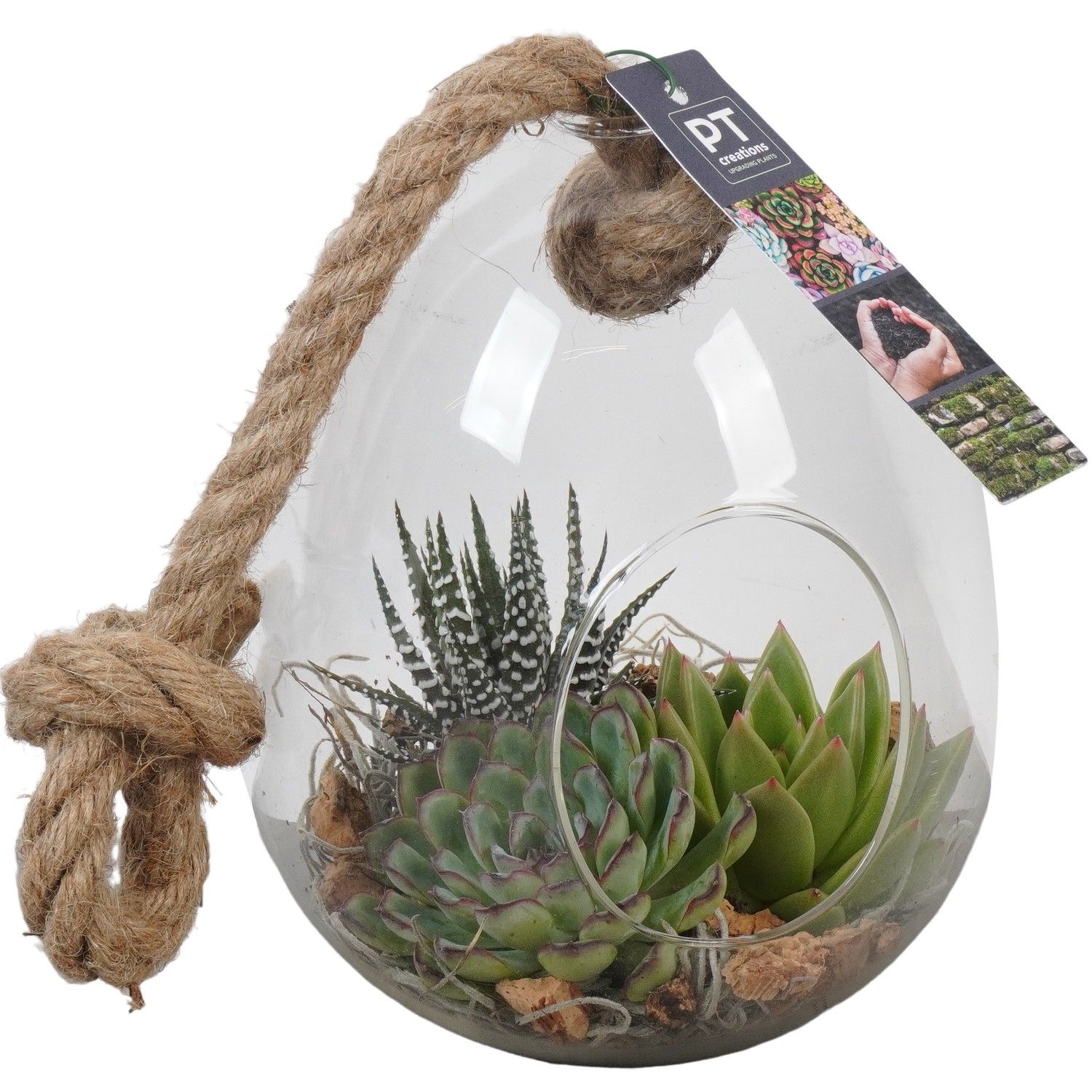 PTSU8409 Arrangement Succulenten in glazen ei, D 15