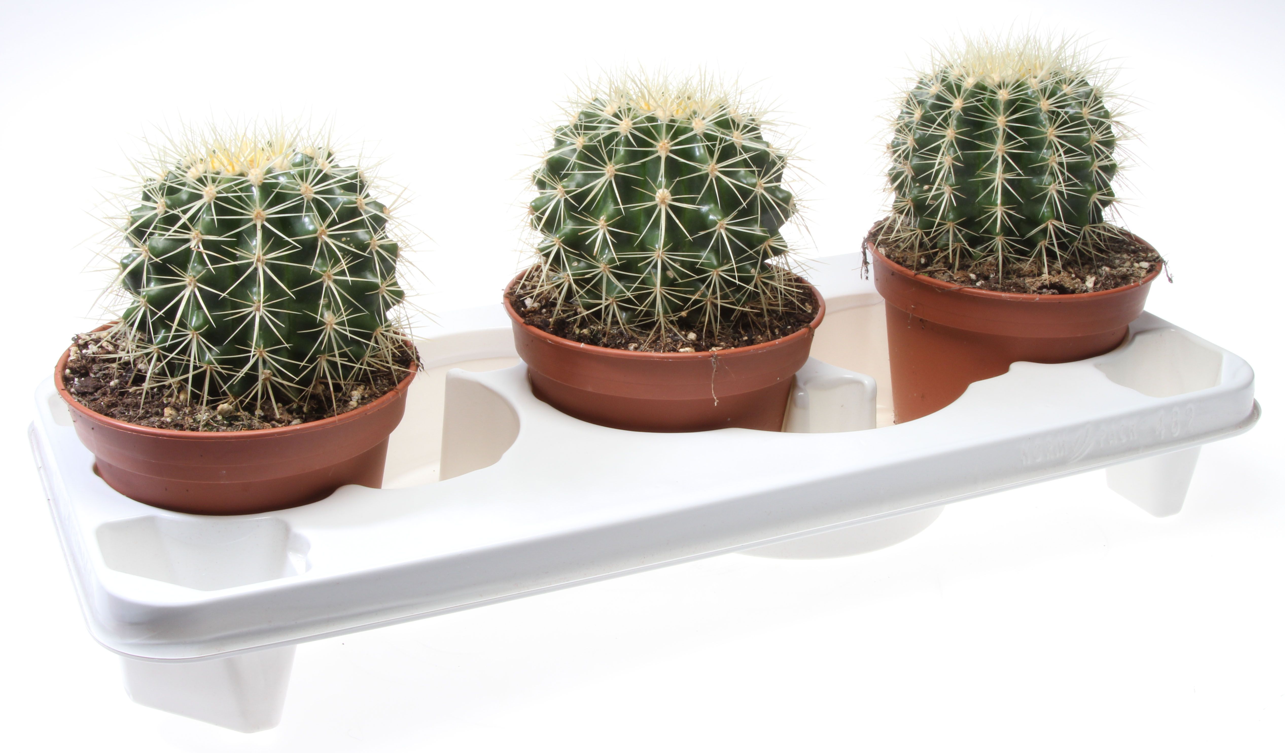 Echinocactus grusonii, D 15