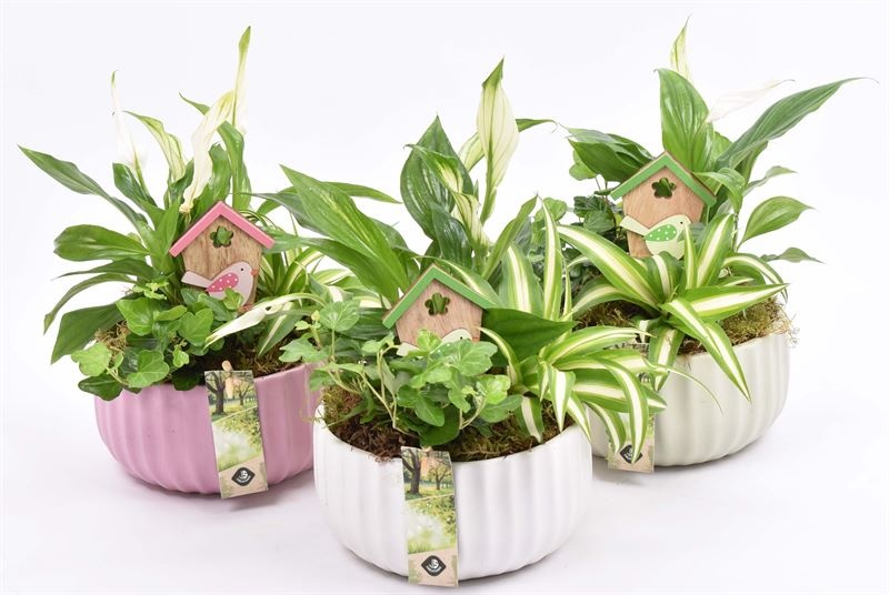 Keramiek schaal kleur mix 16,5cm, D 17