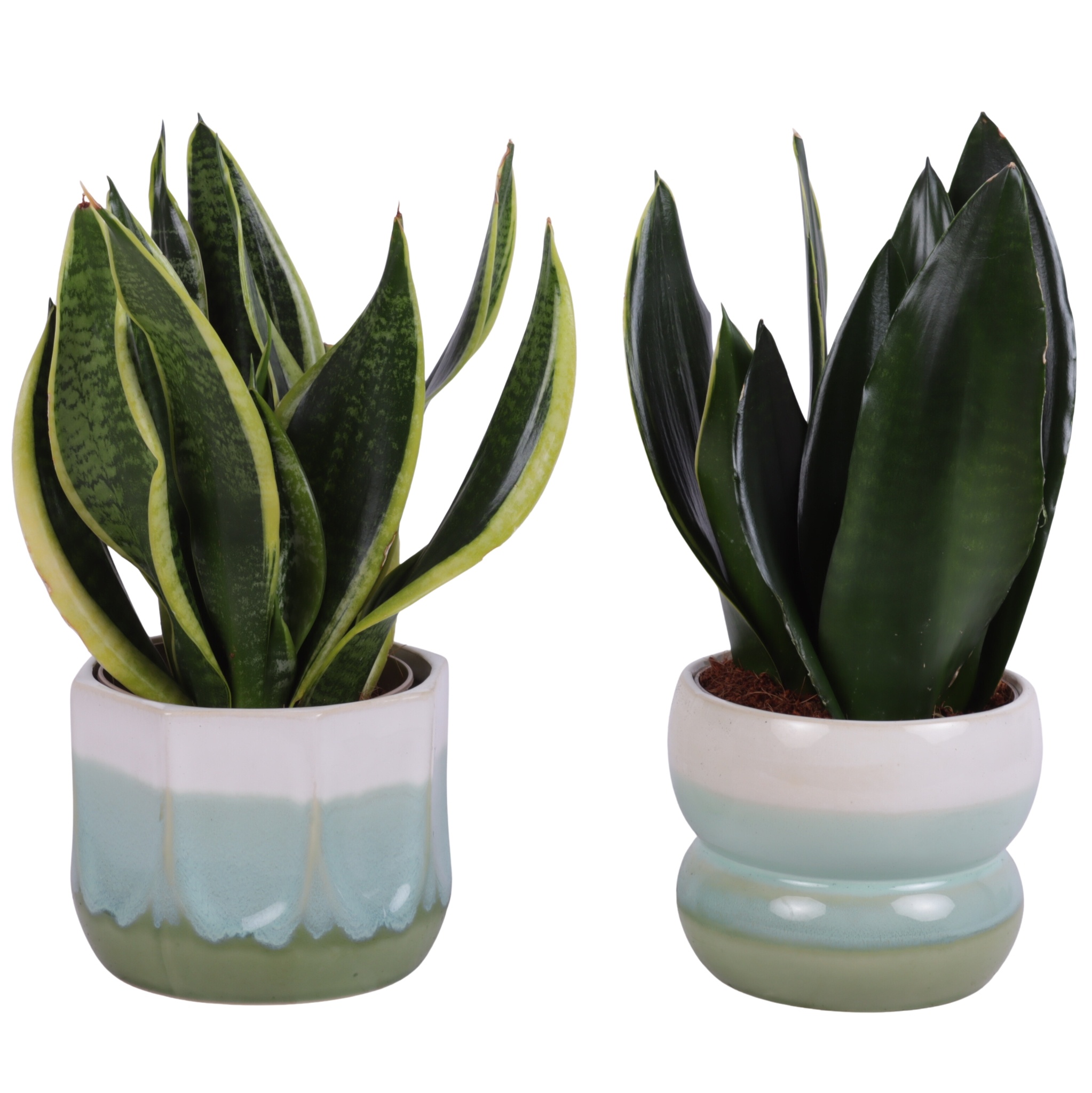 Sansevieria mix Ø12cm in Ø15cm Ceramic FB675, D 15