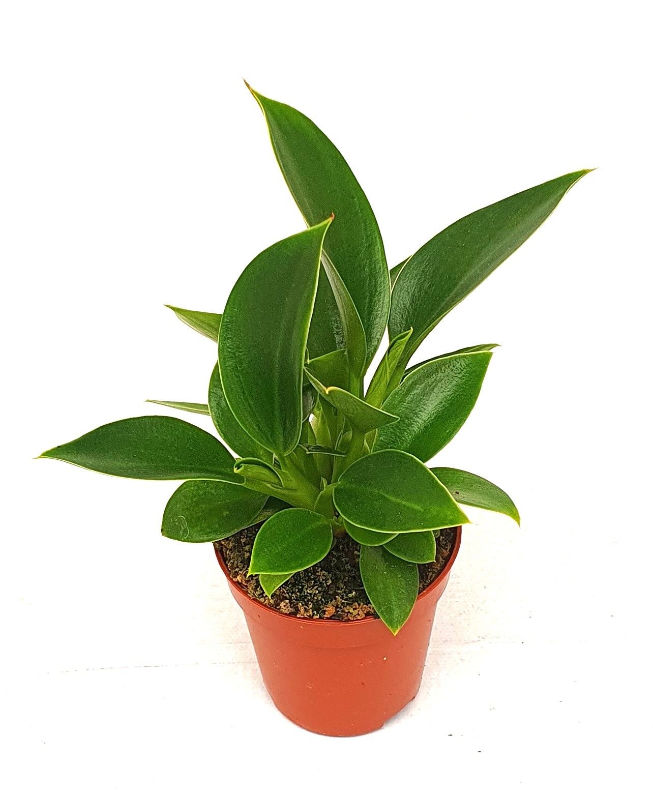 Philodendron 'Congo Apple', D 5,5