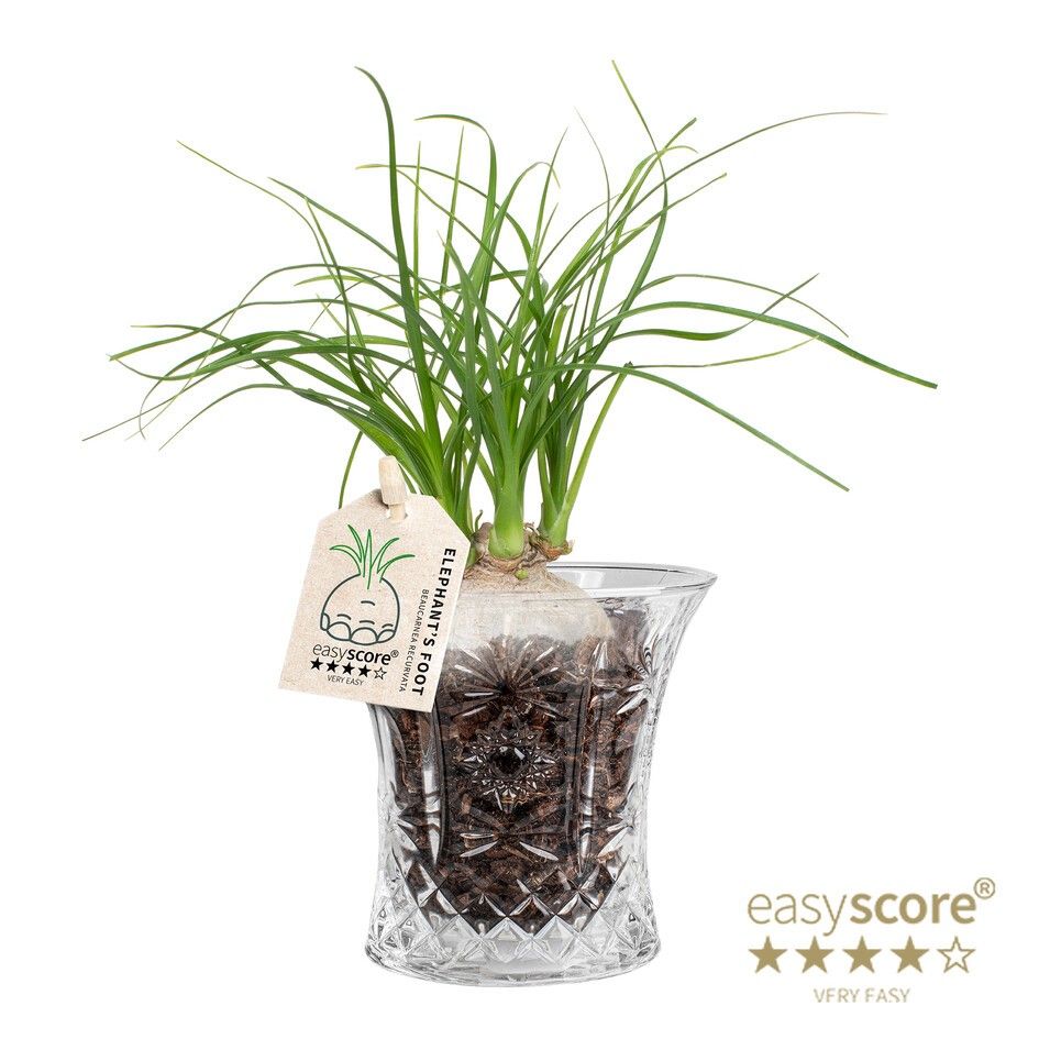 Crystal, Beaucarnea rec. ´Nolina´, D 7