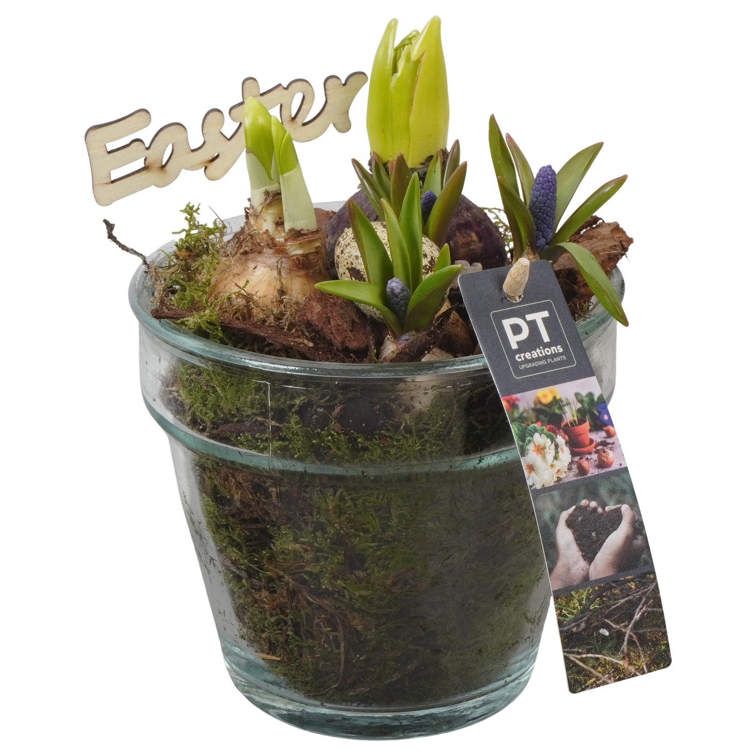 PTBMP5743 Arrangement Easter Bulbs Mix in glazen vaas, D 13