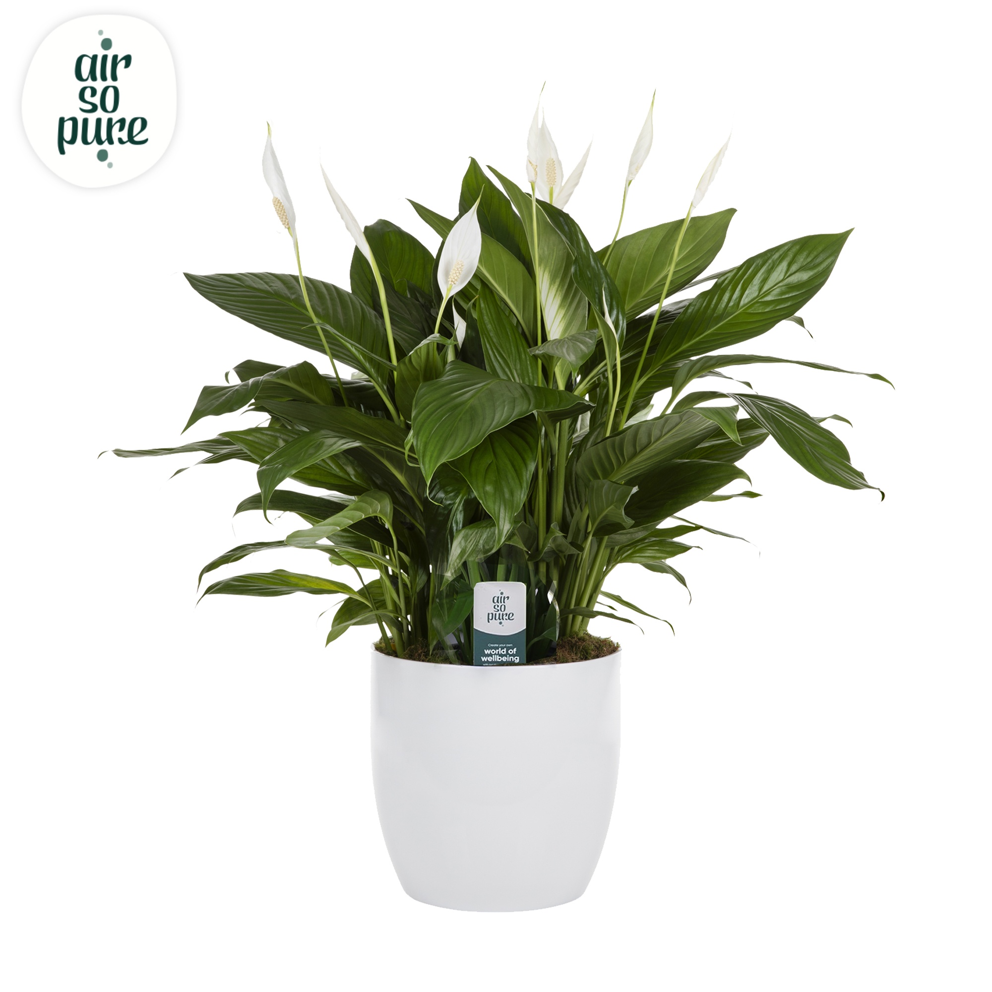 KP-102.1 - Spath Bingo Cupido 3x17cm BigBasel, D 27