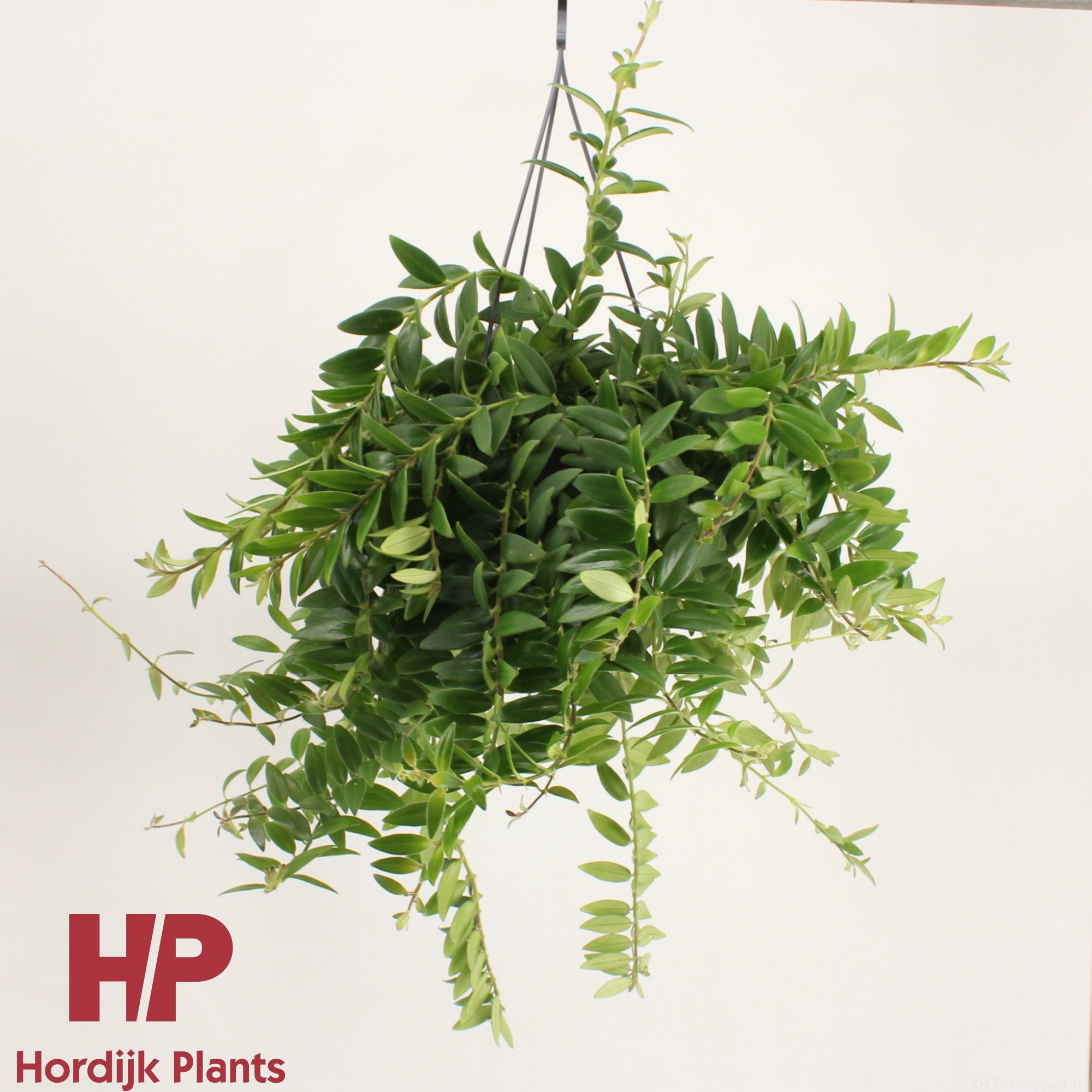 Aeschynanthus 'Caro Improved' - GROEN, D 15