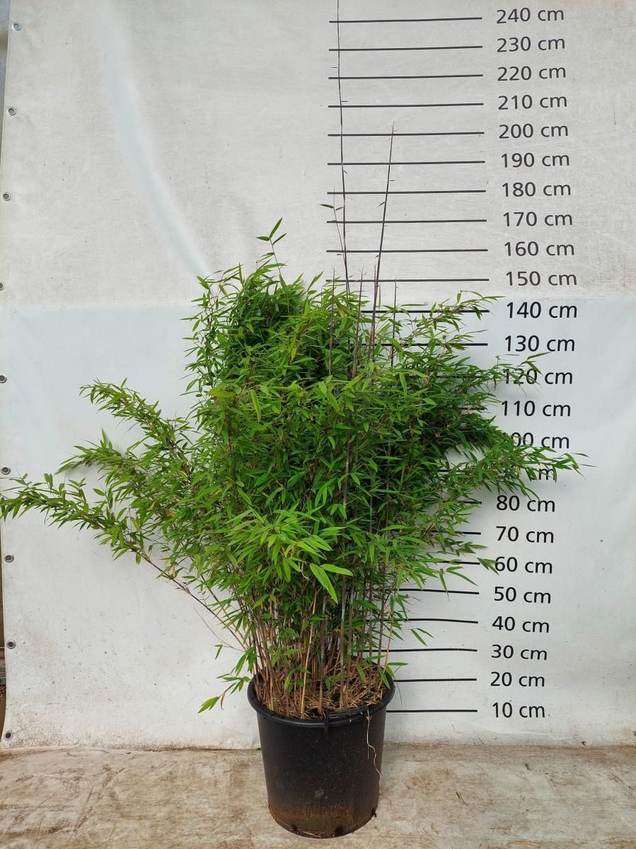 Fargesia nitida 'Volcano', D 40