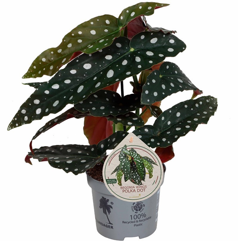 BEGONIA MACULATA, D 12