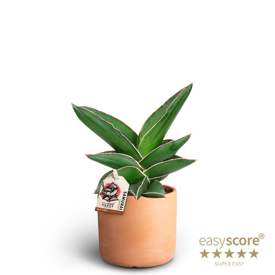 SANSEVIERIA EHRENBERGII 40935059 Raw Terracota Samurai, D 10