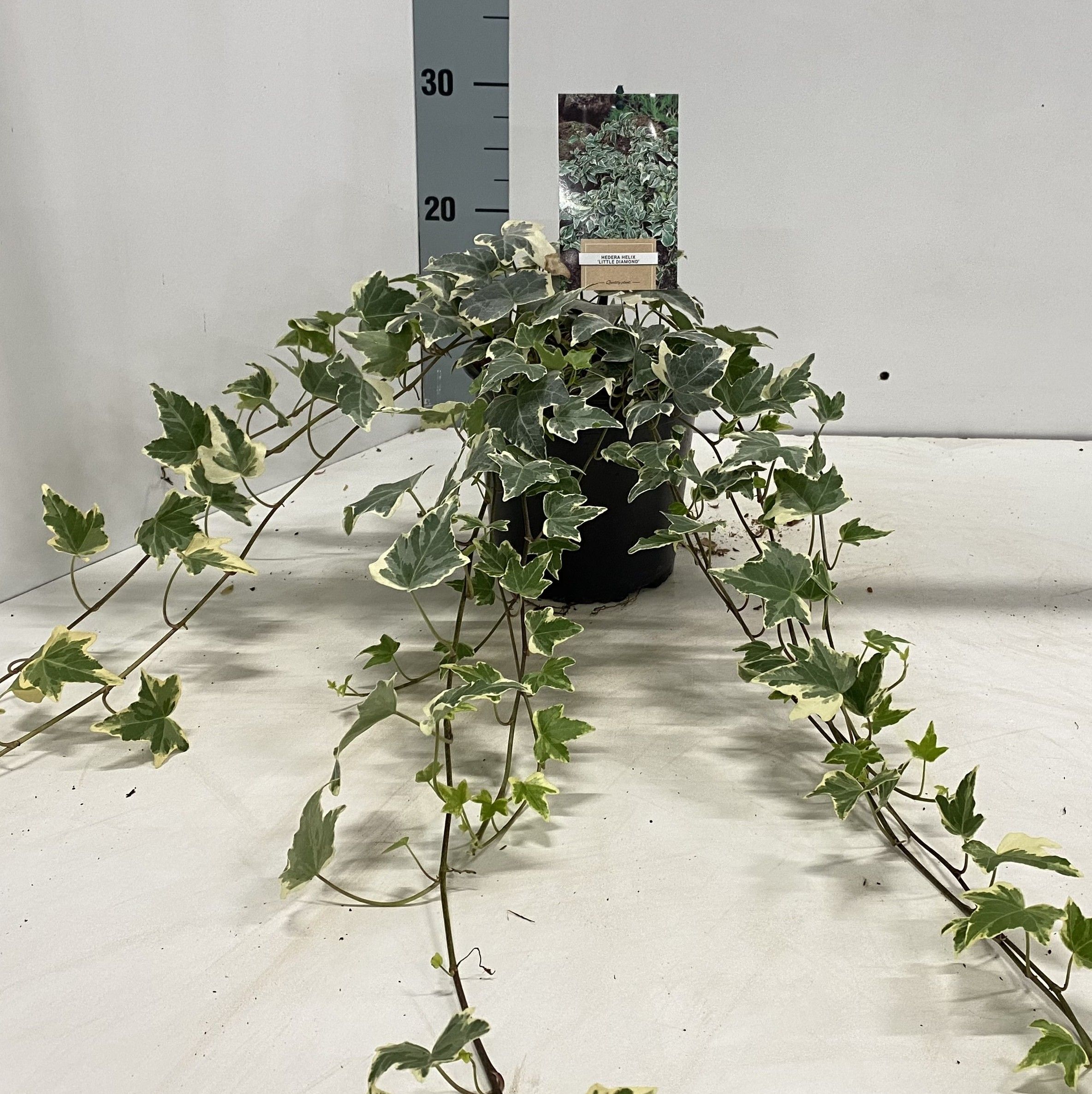 Hedera hel. ‘Little Diamond’, D 17