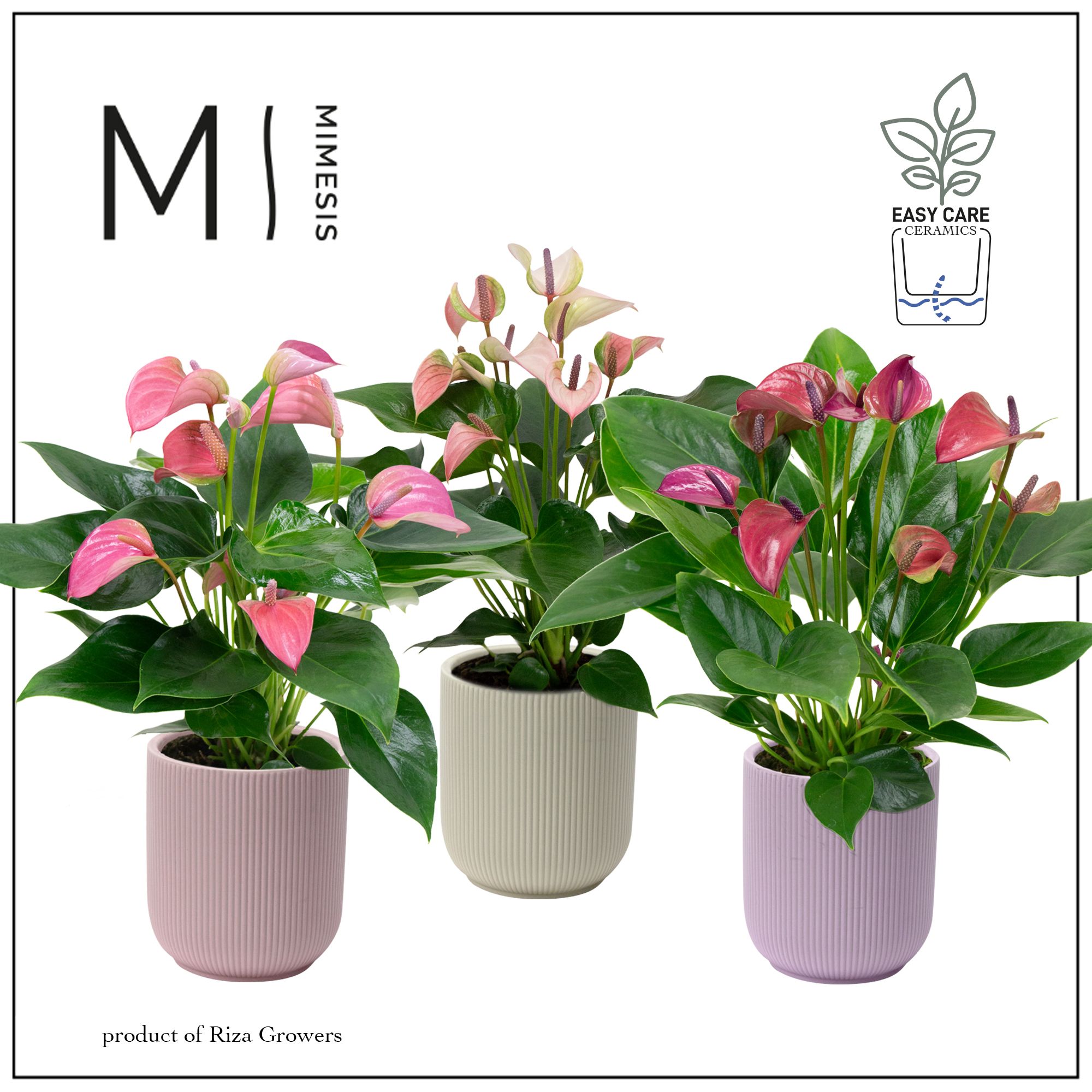 Mimesis Anthurium KARMA Multiflora mix - Atlanta Pastel, D 12