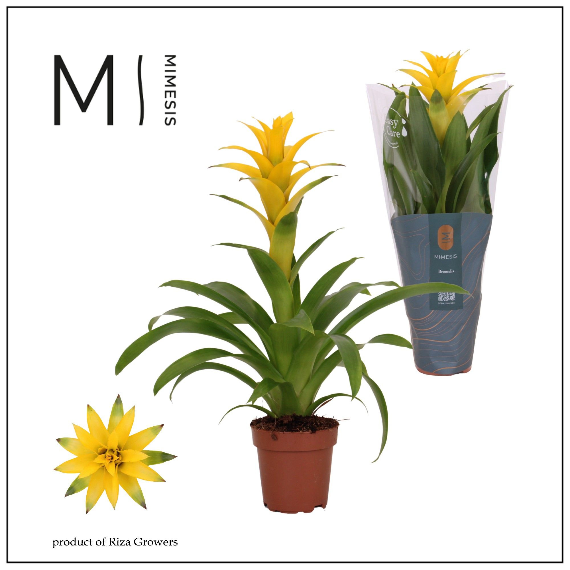 Guzmania Suerte Yellow - 12cm | Mimesis, D 12