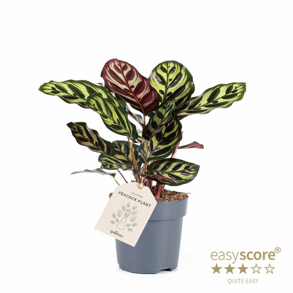 CALATHEA MAKOYANA, D 11