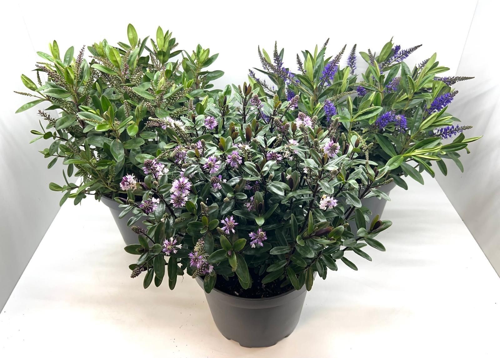 828 ADC : Pot 23 Hebe mix soorten gemengd, D 23