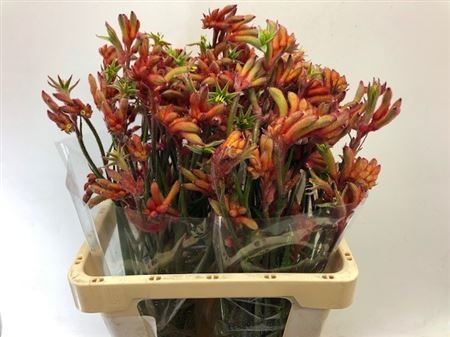 Анигозантус Рой Слевен 60 (оранжево-зел.), шт.