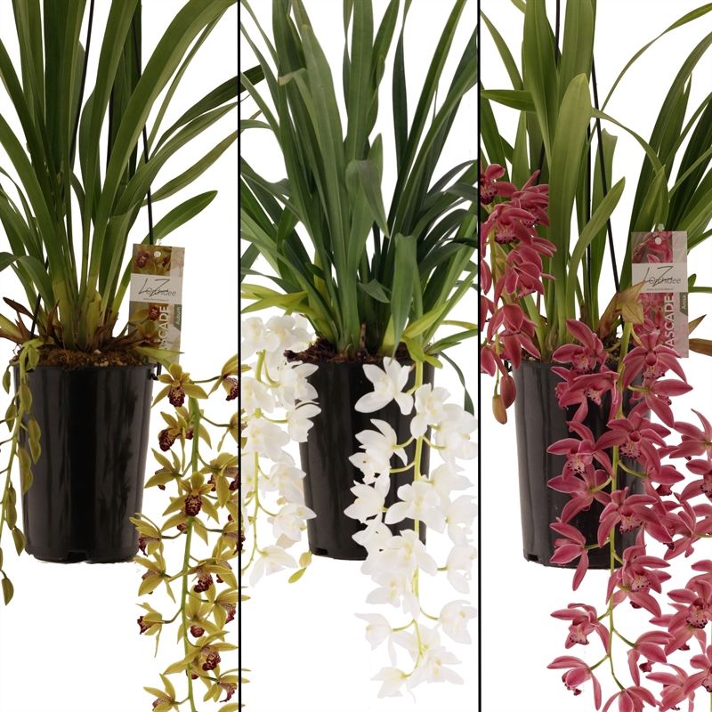 Cymbidium p14 cascade mix 2T, D 14