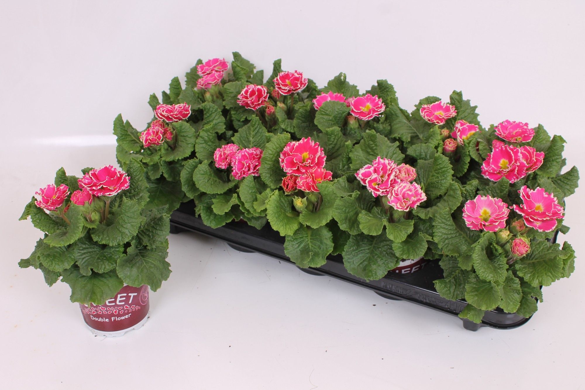 Primula Sweet Specials 11 CM - Sirococco Pink White Edge | Double Flowers, D 11