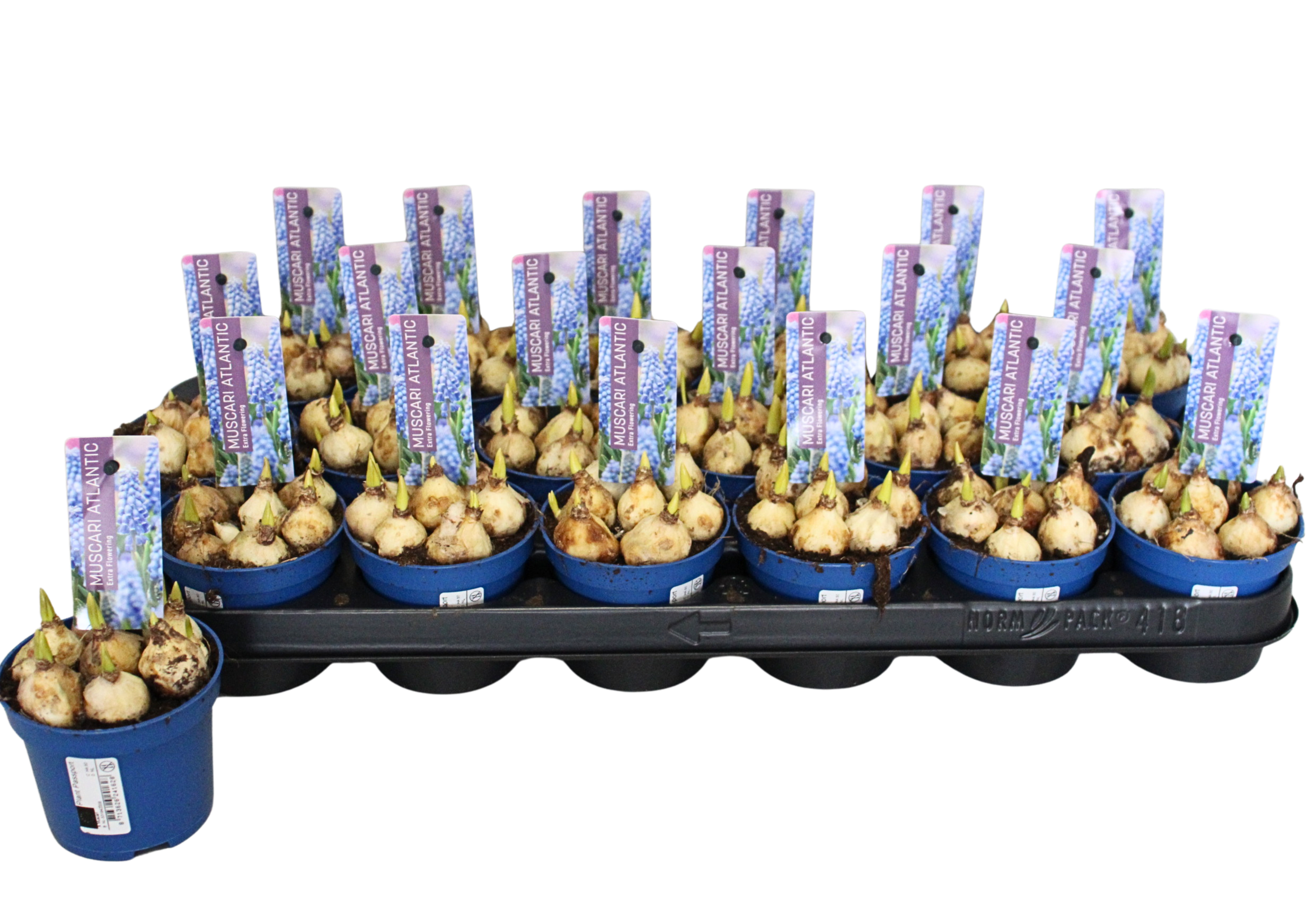 Muscari Atlantic P9, D 9