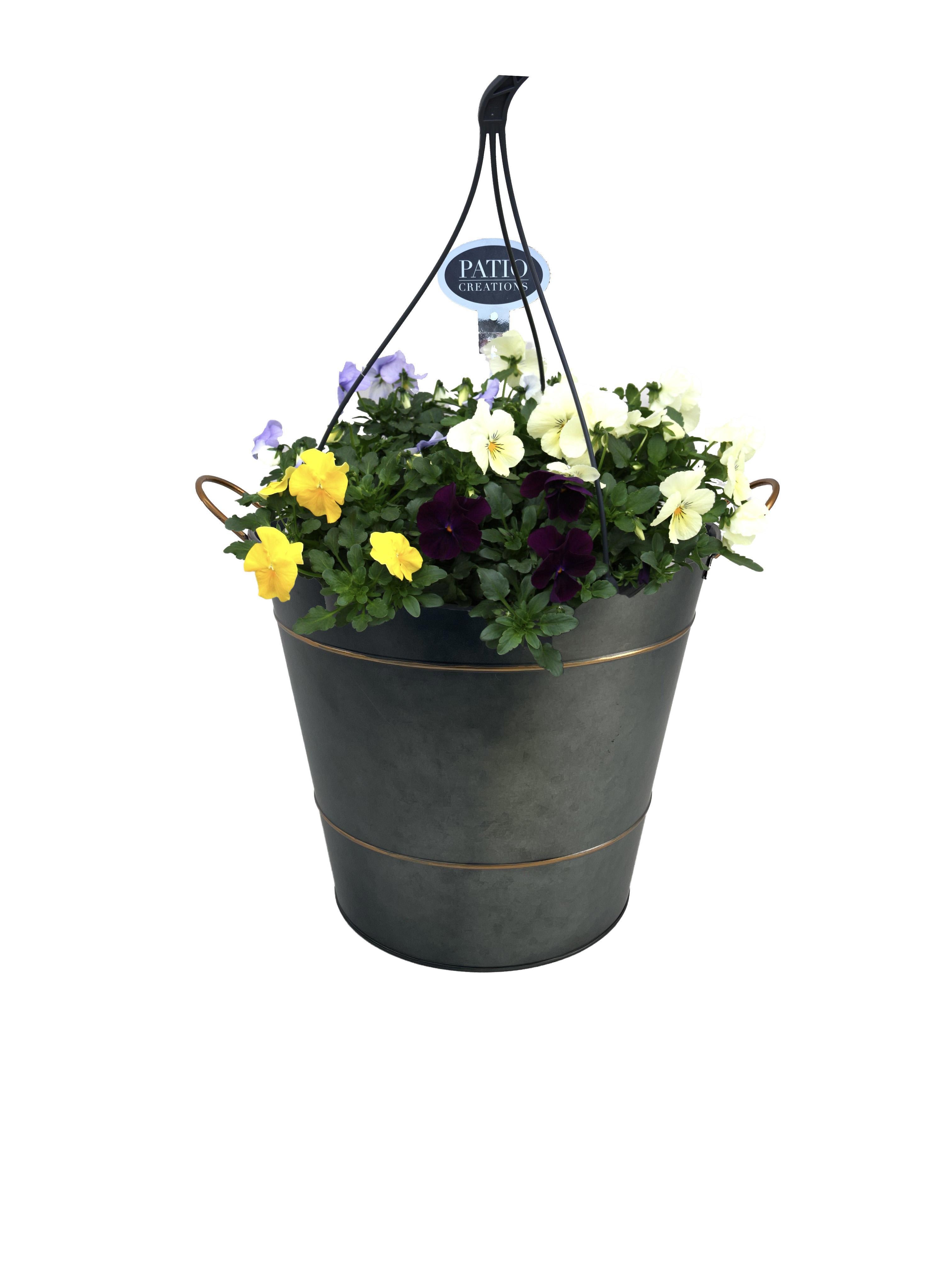 V842-9227 Viola Sterre zink emmer, D 28