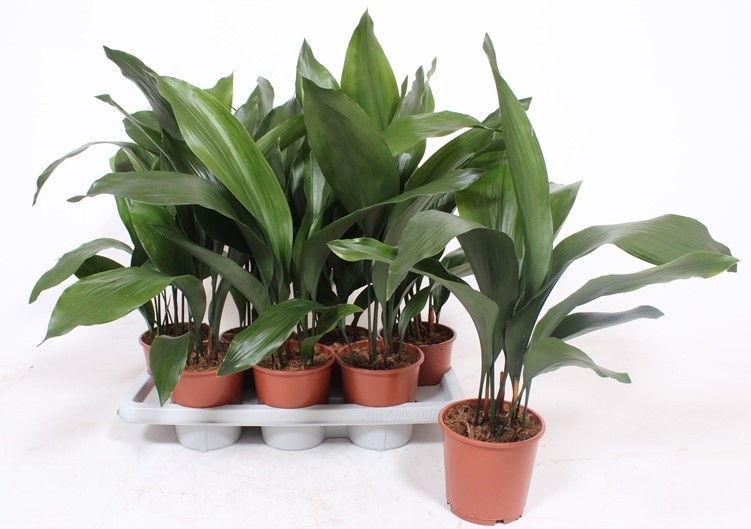 Aspidistra elatior, D 14