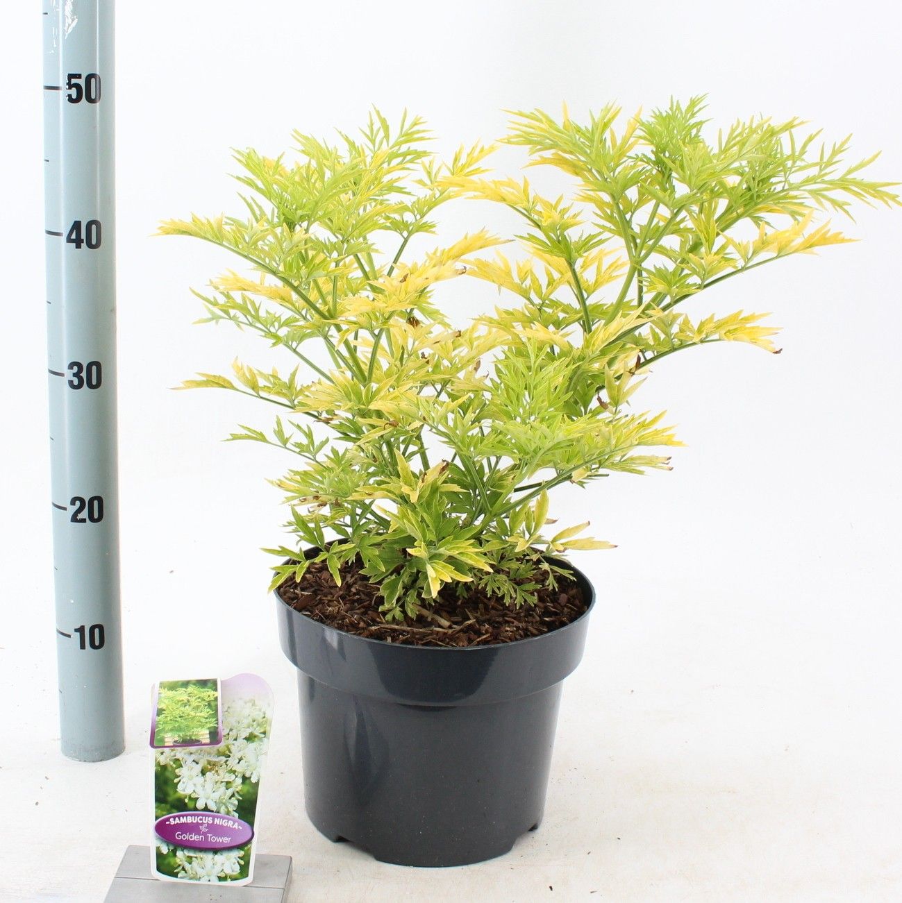 Sambucus nigra Golden Tower ('Jdeboer001'PBR), D 23