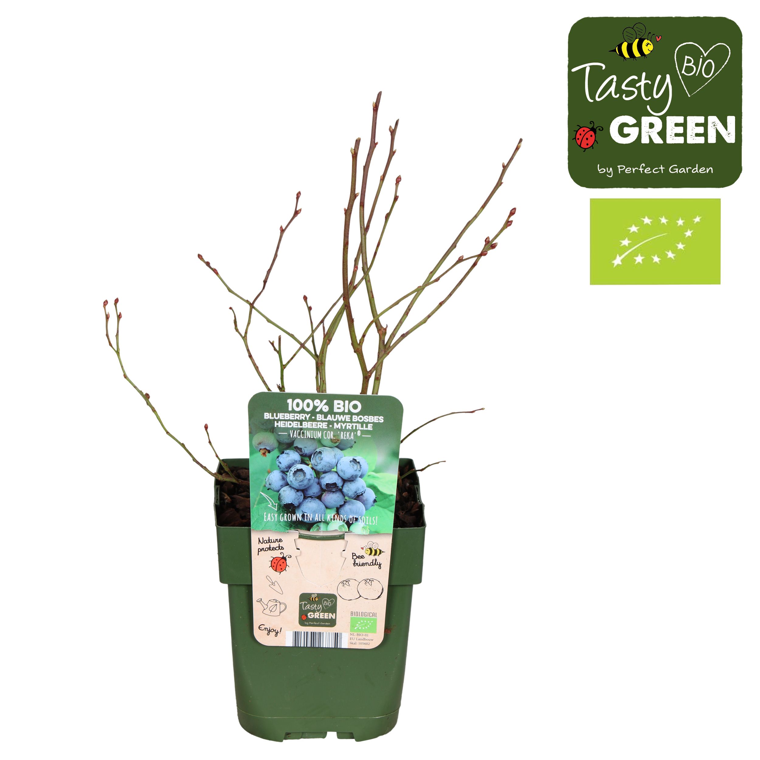 Vaccinium corymbosum Reka Bio P13, D 13