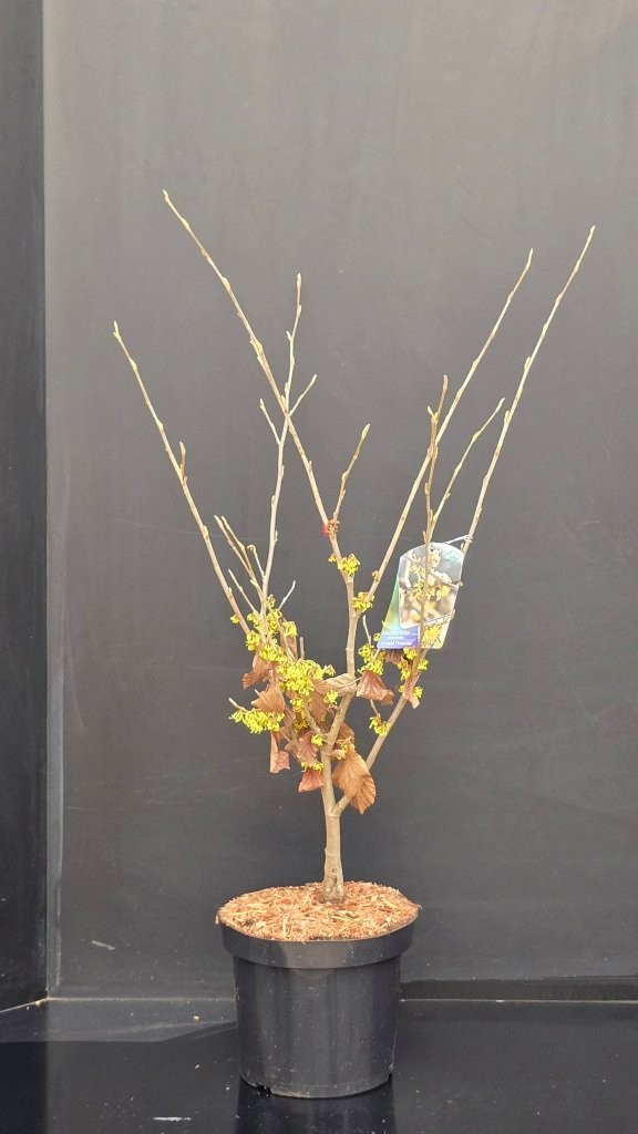 Hamamelis x intermedia 'Arnold Promise', D 26