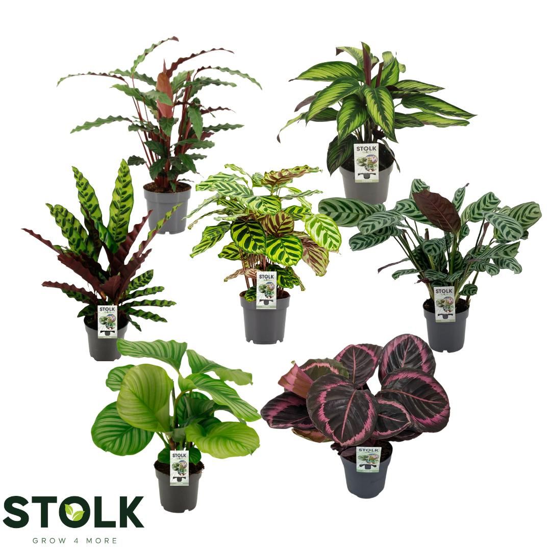 Calathea 14cm 4/5 soorten mix, D 14
