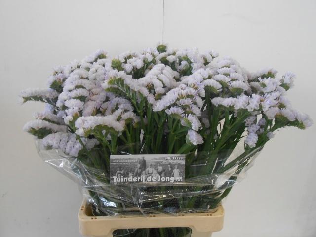 Статица Силки Вингз 75, шт.