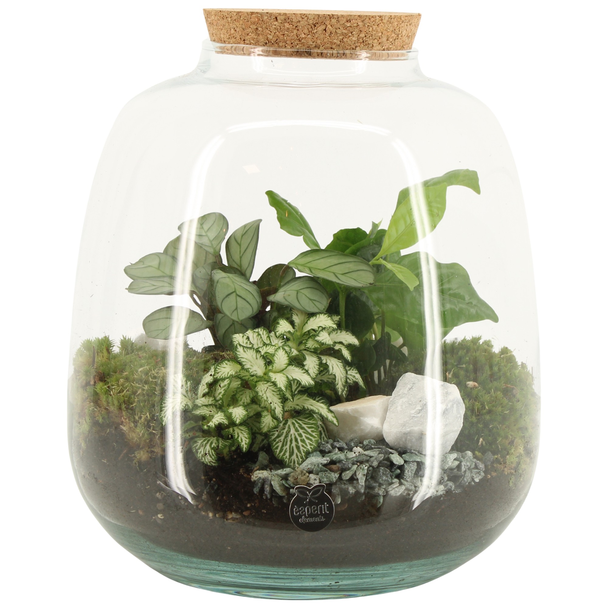 90425: Terrarium arrangement, D 23
