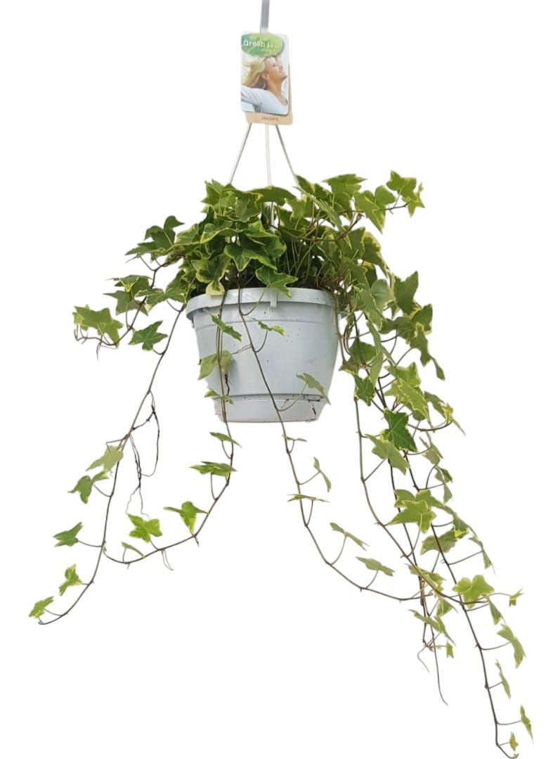 Hedera helix geelbont - hangpot wit / basic, D 17