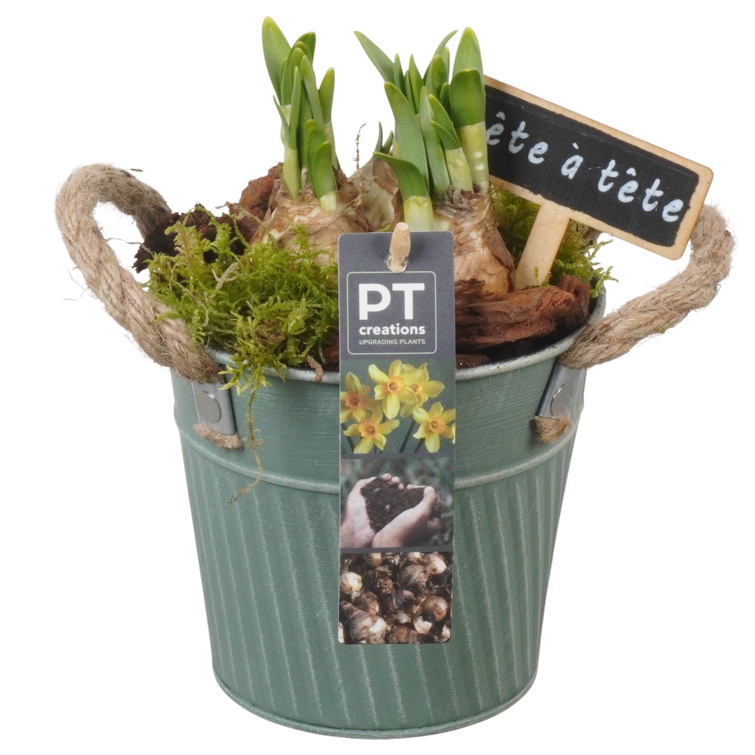 PTN8588 Arrangement Narcissus in zink pot, D 13