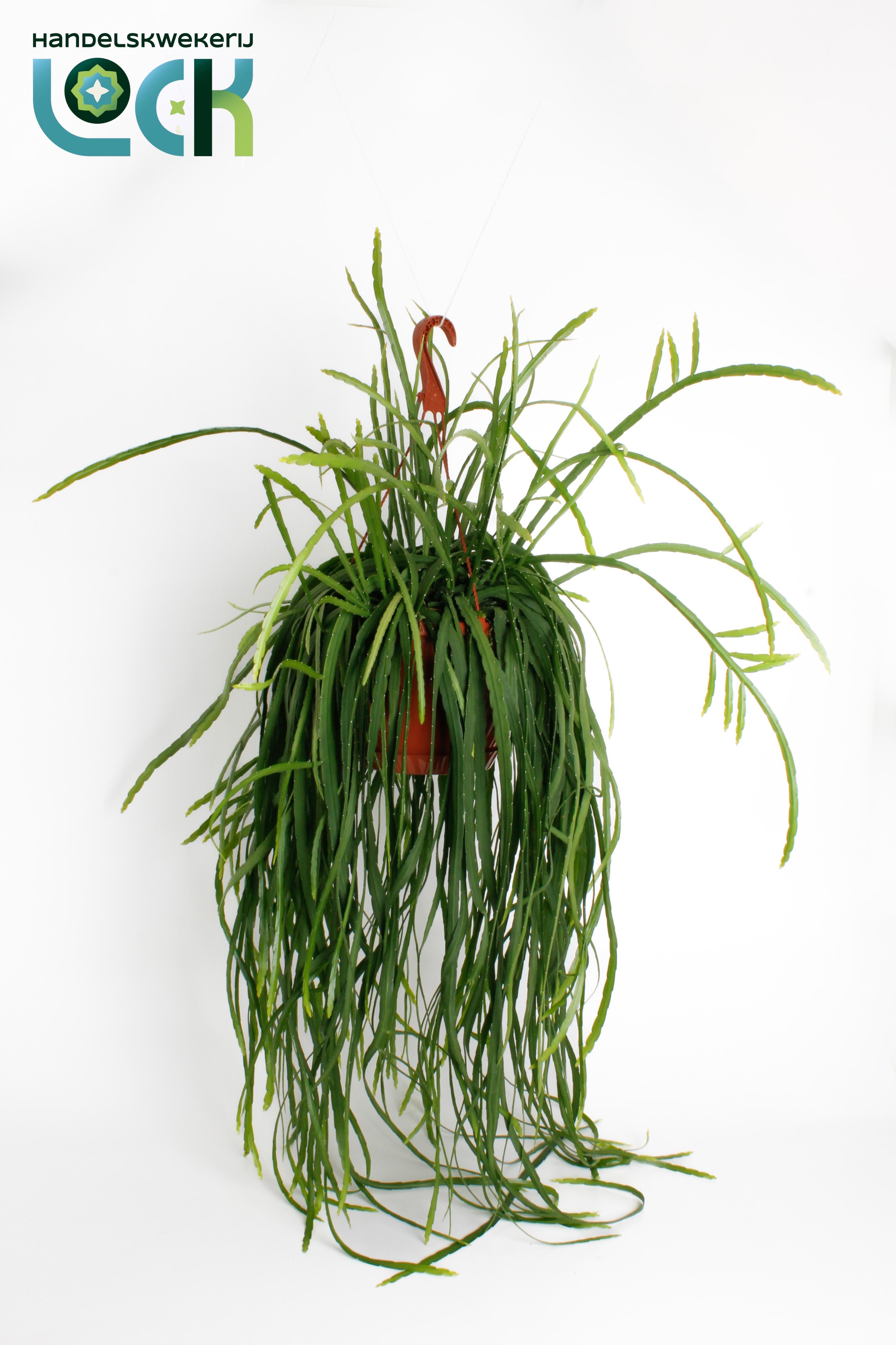 Lepismium Bolivianum, D 21