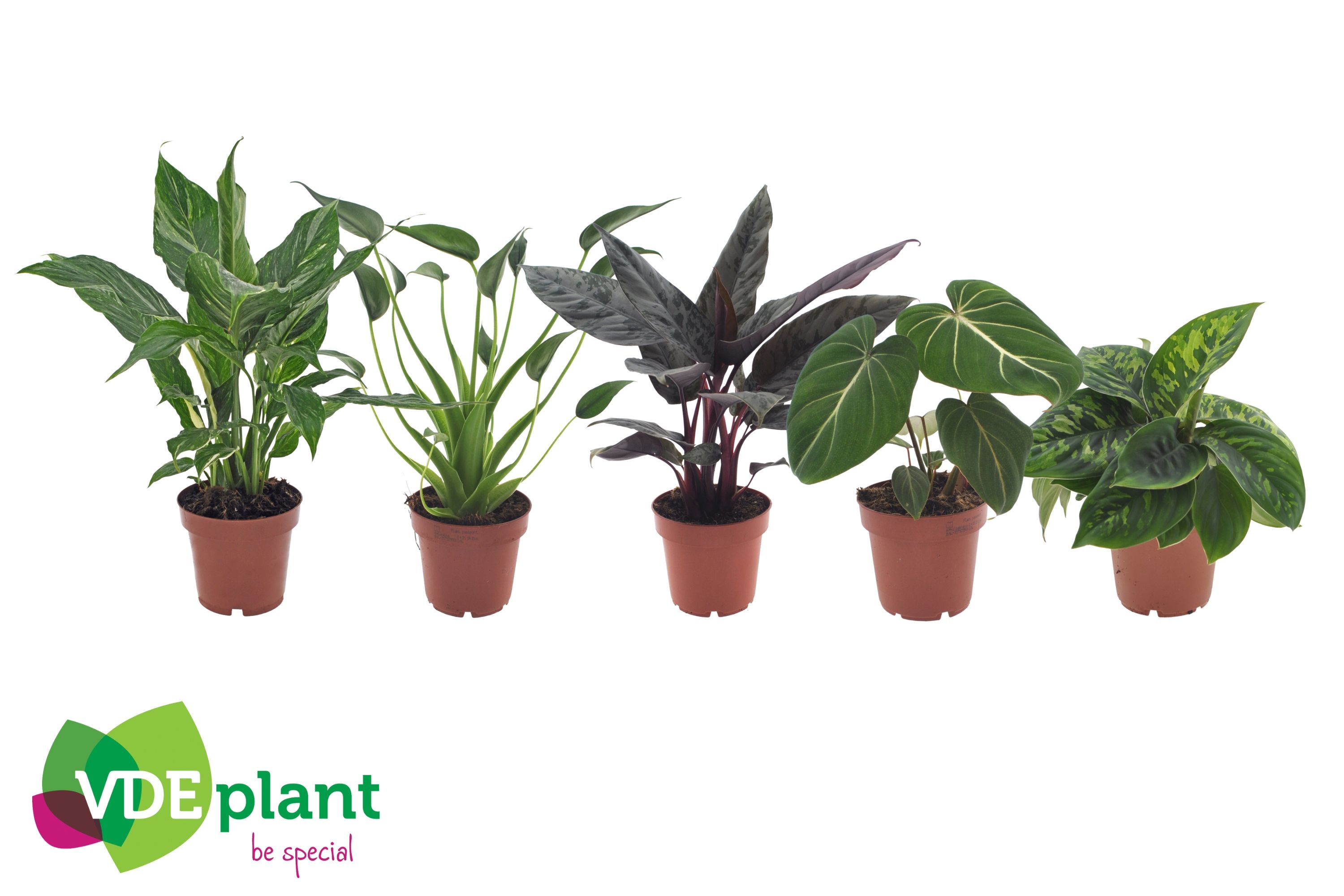 Premium mix 12cm, D 12