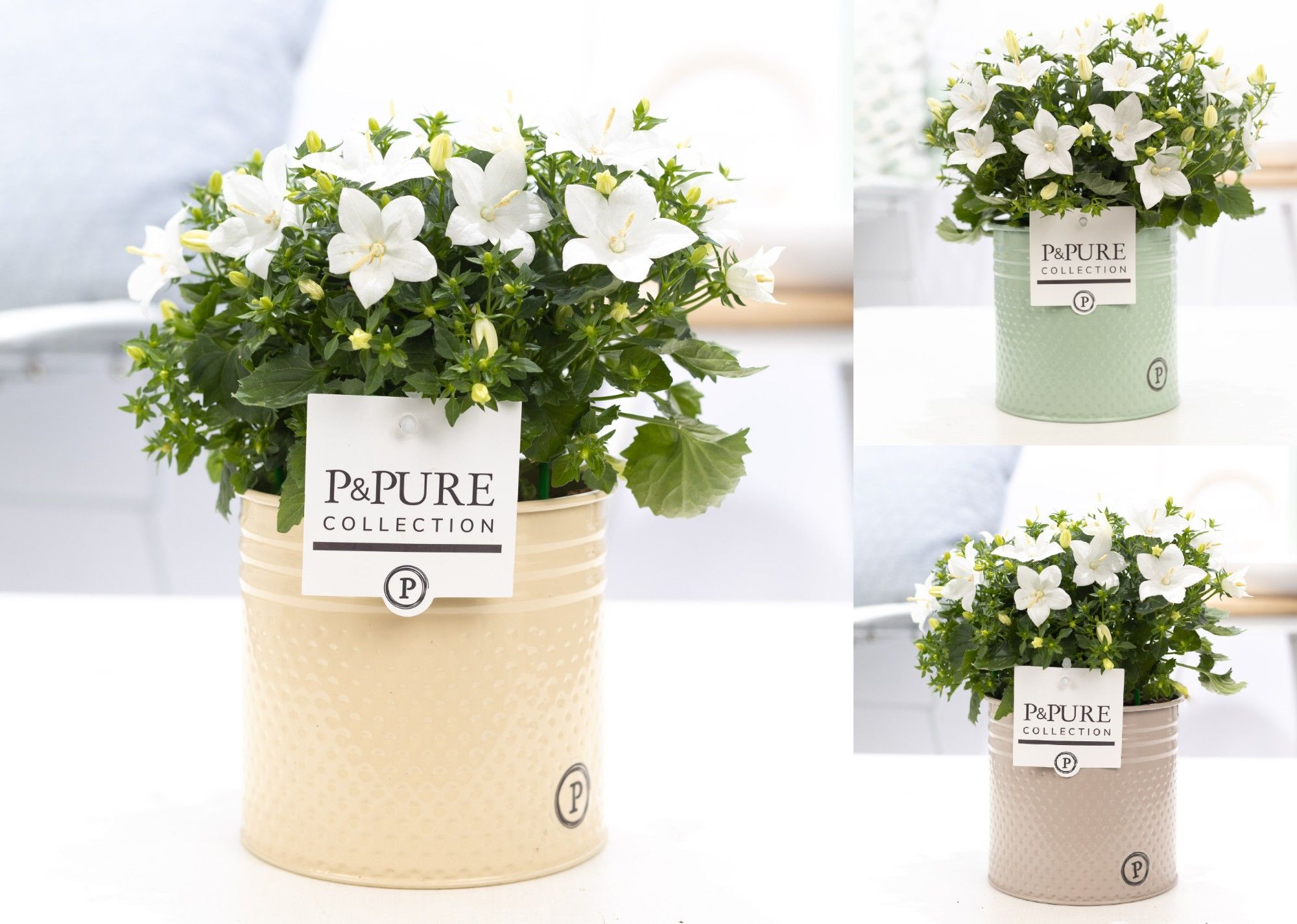 Campanula 'Atlanta' Pure Zinc Louise, D 14