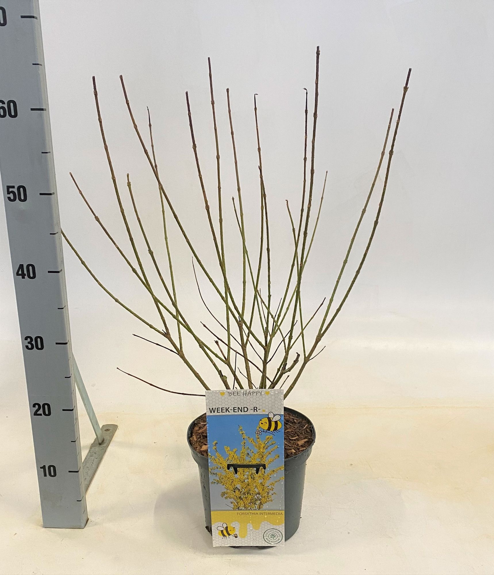 Forsythia i.S., D 19