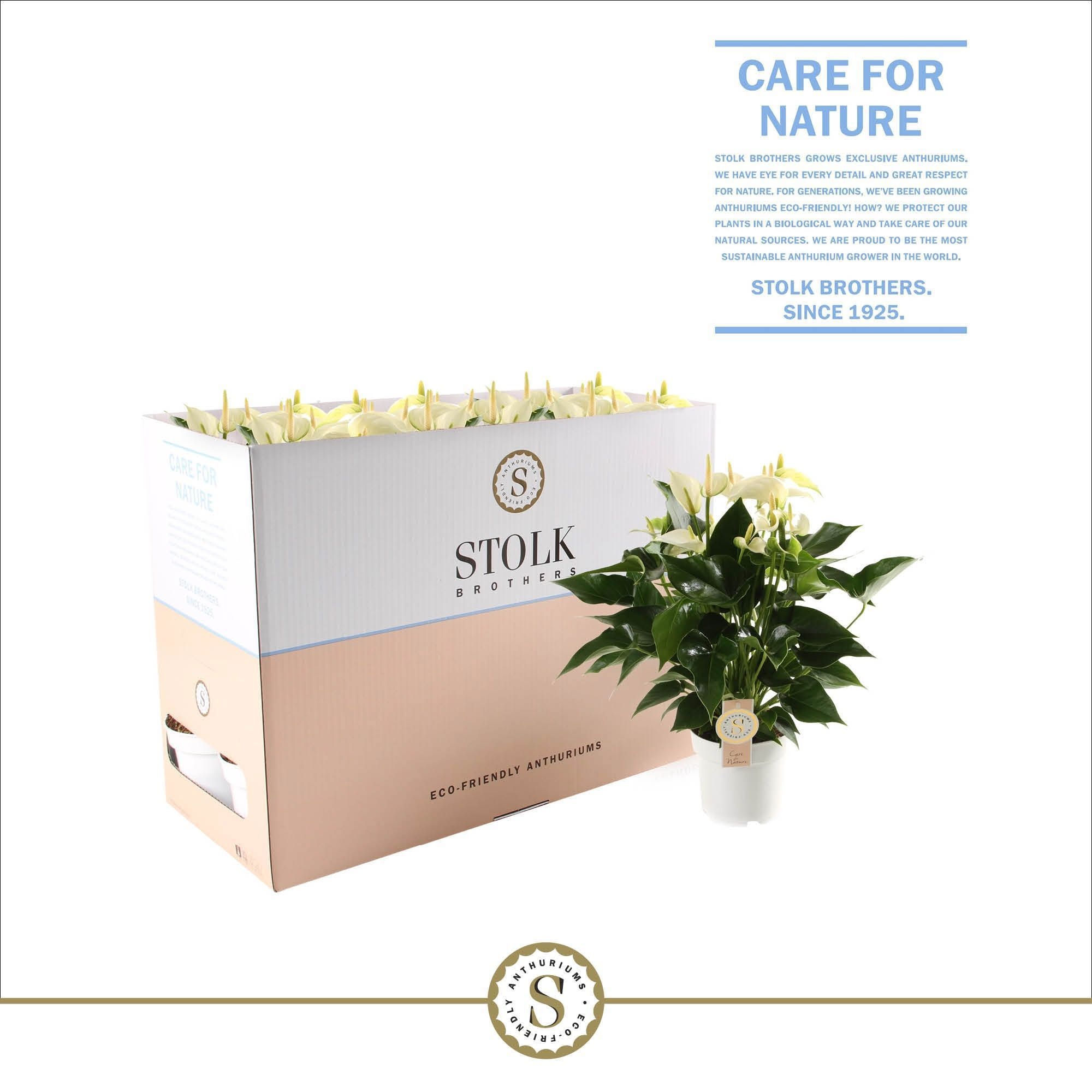 White Champion 14cm in Ecobox, D 14