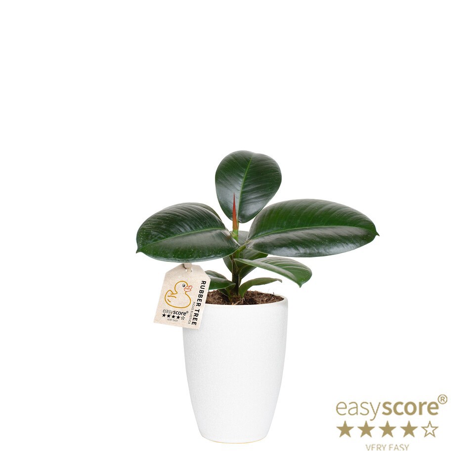 FICUS ELASTICA 40920614 Classic White Sofia, D 10